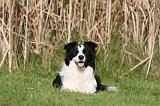 BORDER COLLIE 1382